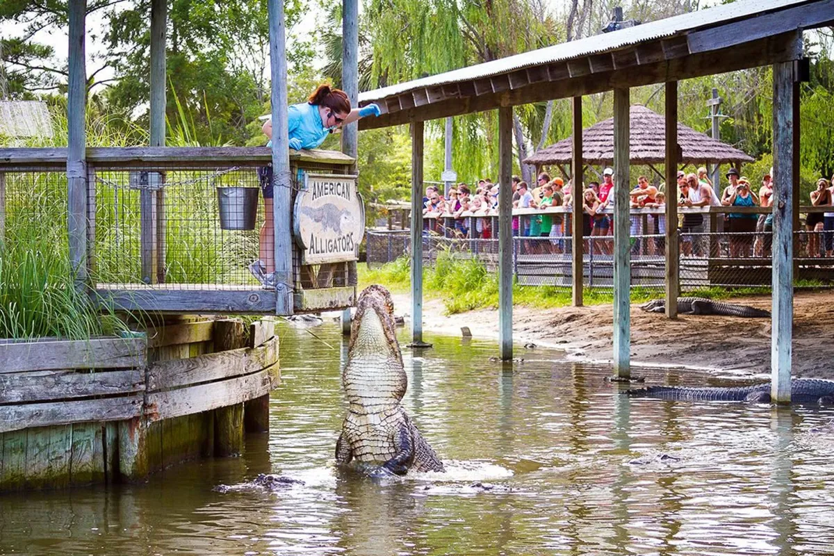 A lively outdoor scene featuring an alligator being fed by a handler, with an audience gathered around to watch. The setting conveys an adventurous, educational atmosphere connected to local wildlife attractions.